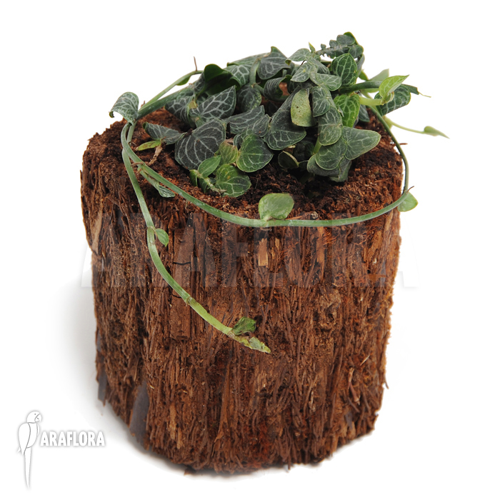 Rhaphidophora cryptantha