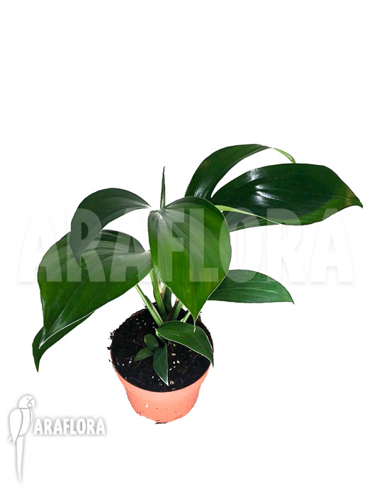 Rhaphidophora decursiva