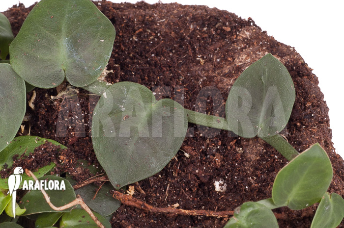 Rhaphidophora korthalsii