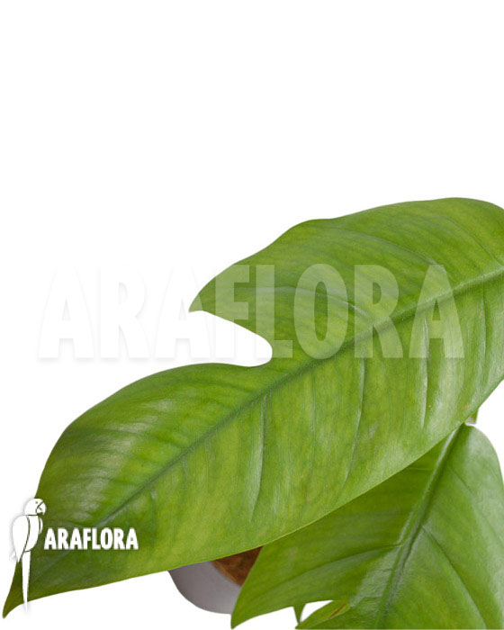 Rhaphidophora pinnata