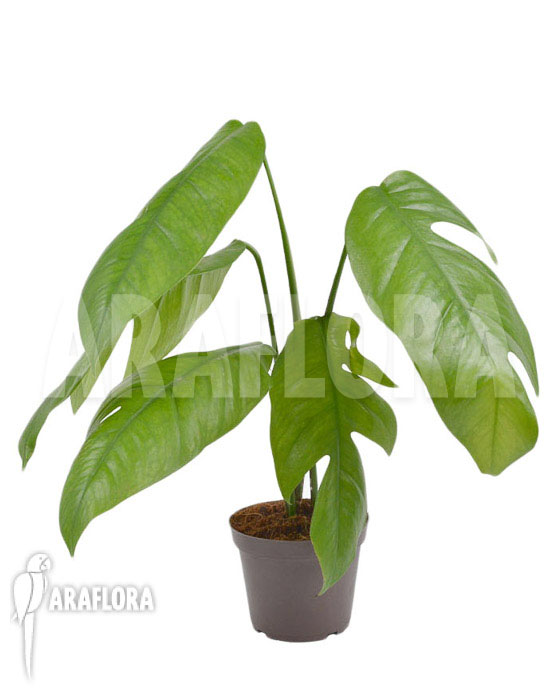 Rhaphidophora pinnata