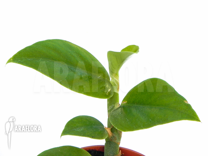 Rhiphidophora latevaginata Starter