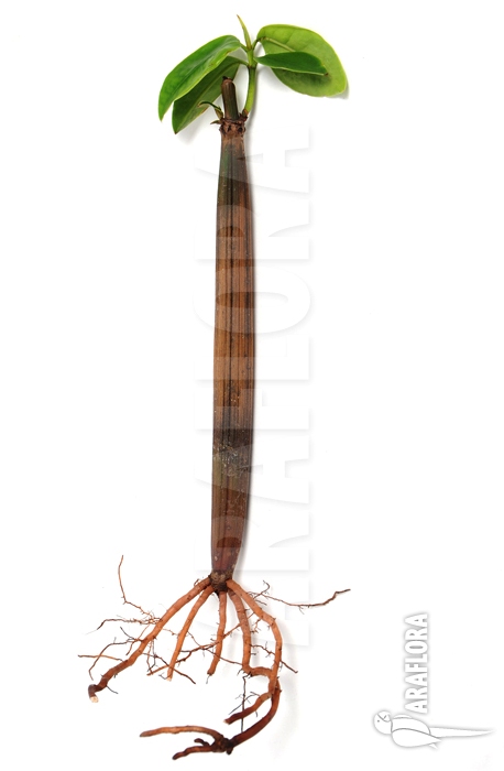 Rhizophora mangle ‘Rhizophoraceae’