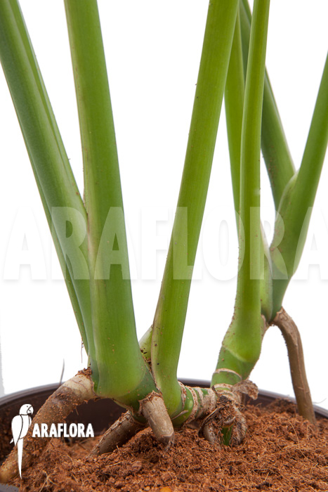 Rhodospatha latifolia ‘XL’