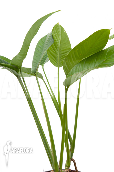 Rhodospatha latifolia ‘XL’