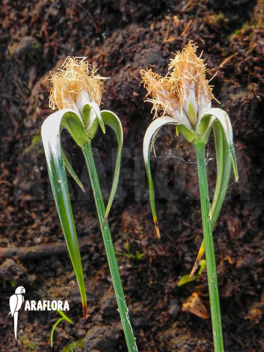 Rhynchospora colorata