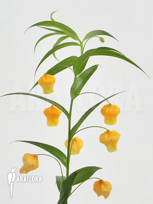 Sandersonia aurantiaca