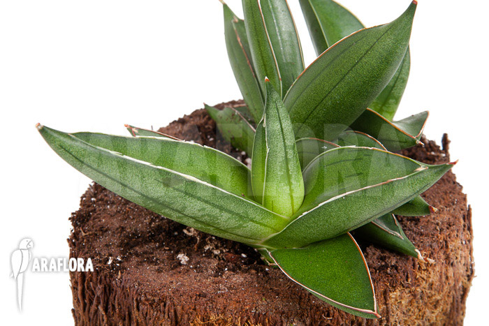 Sanseveria cylindrica ‘Almond Jade’