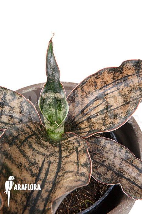 Sanseveria pulchra “S”