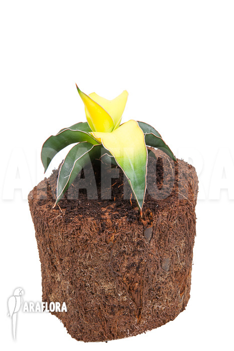 Sanseveria x bananarama