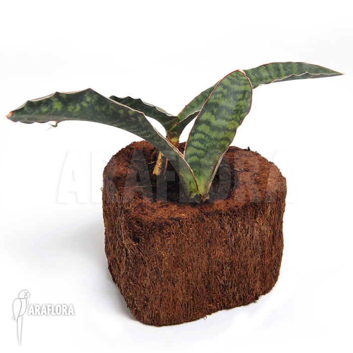 Sansevieria elliptica ‘Horwood’