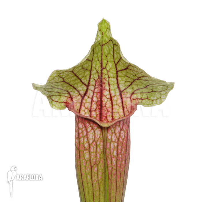 Sarracenia cv ‘Eva’