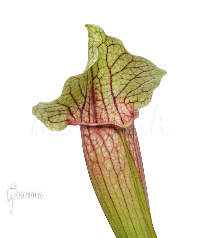 Sarracenia cv ‘Eva’