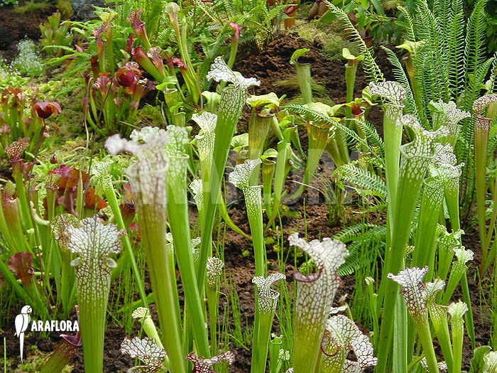 Sarracenia garden