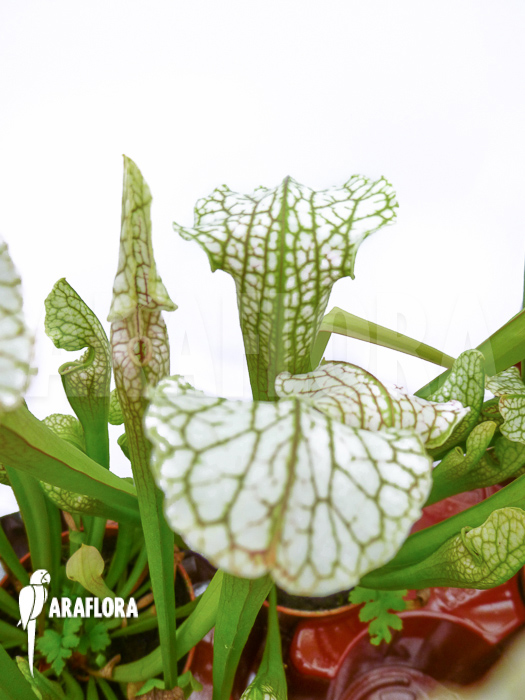 Sarracenia leucophylla ‘Big head’