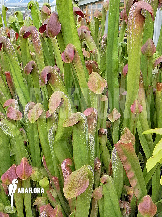 Sarracenia minor