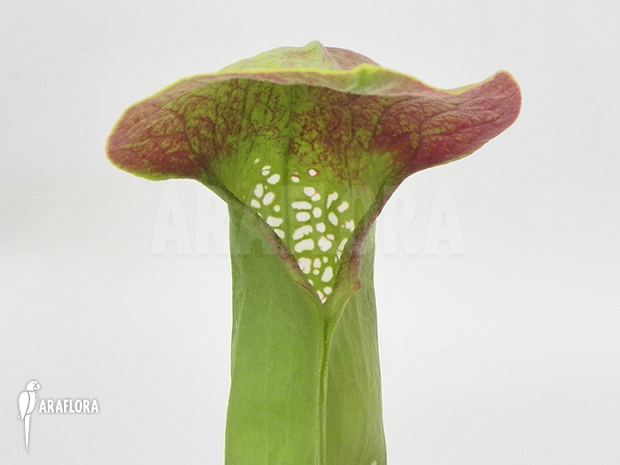 Sarracenia minor ‘Okefenokee Giant’