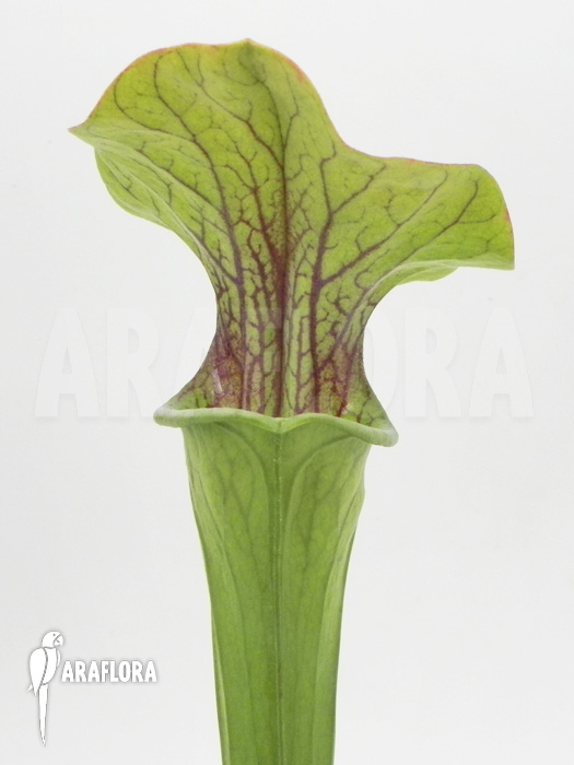 Sarracenia oreophila ‘Red line’
