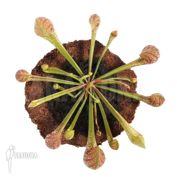 Sarracenia psittacina