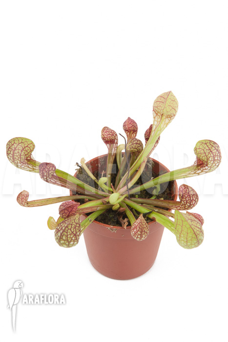Sarracenia psittacina ‘starter’
