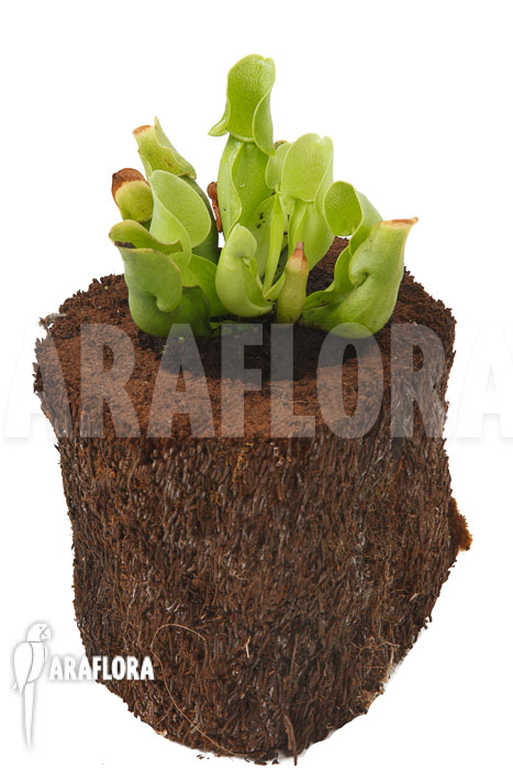 Sarracenia purpurea ssp venosa ‘Anthocyanin free’