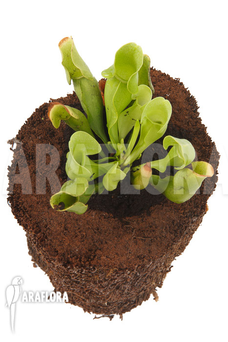 Sarracenia purpurea ssp venosa ‘Anthocyanin free’