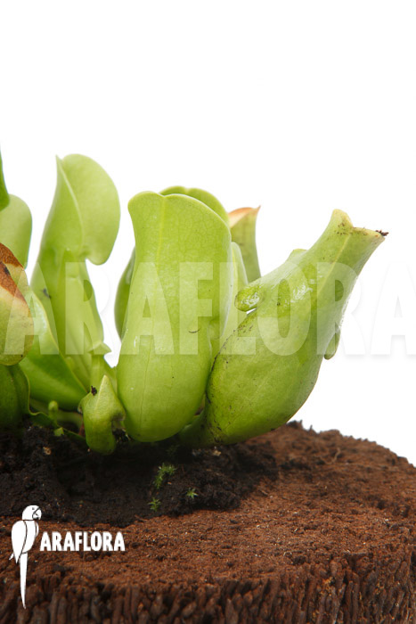 Sarracenia purpurea ssp venosa ‘Anthocyanin free’