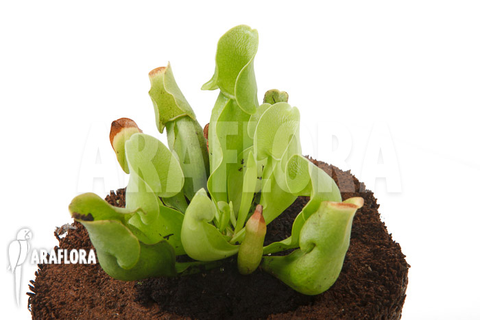 Sarracenia purpurea ssp venosa ‘Anthocyanin free’