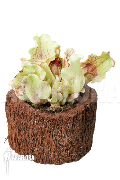 Sarracenia purpurea var venosa ‘White Ghost’