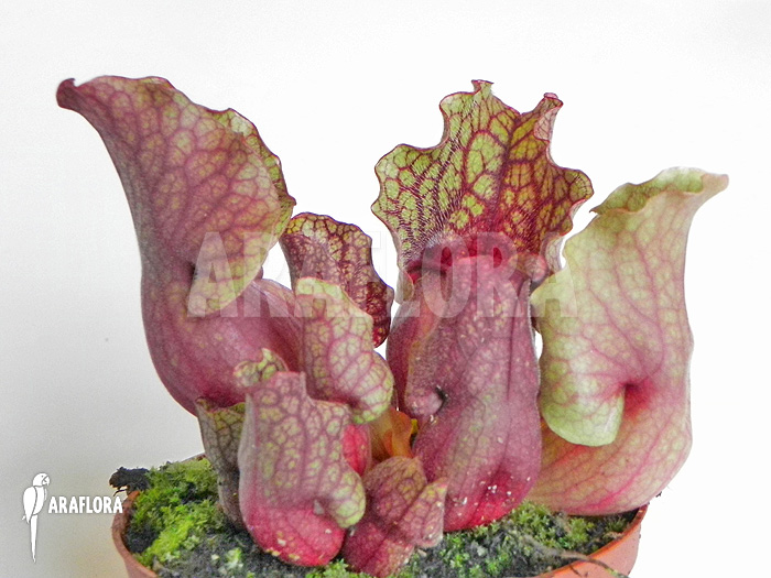 Sarracenia purpurea var. venosa ‘Clementina’