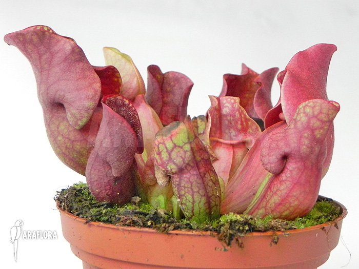 Sarracenia purpurea var. venosa ‘Red’