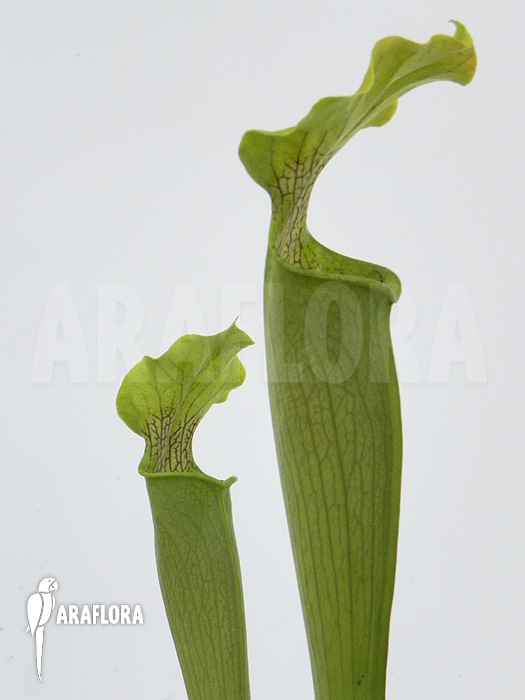 Sarracenia rubra ‘Alabamensis’