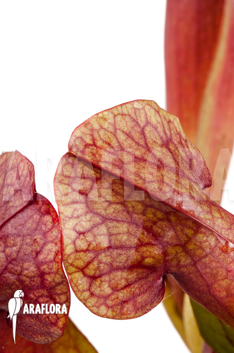 Sarracenia x ‘Barbapapa’