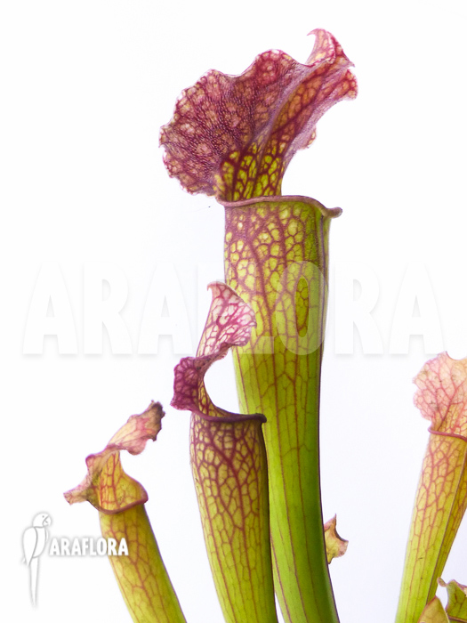 Sarracenia x ‘Royal Wizard’