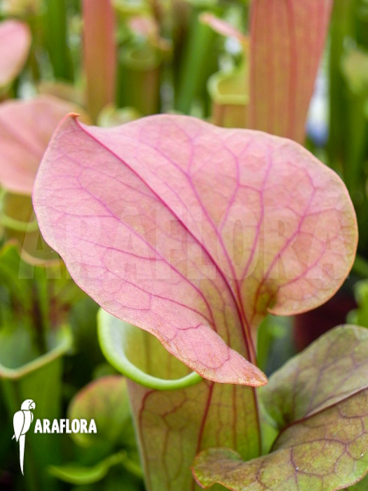 Sarracenia x Tygo