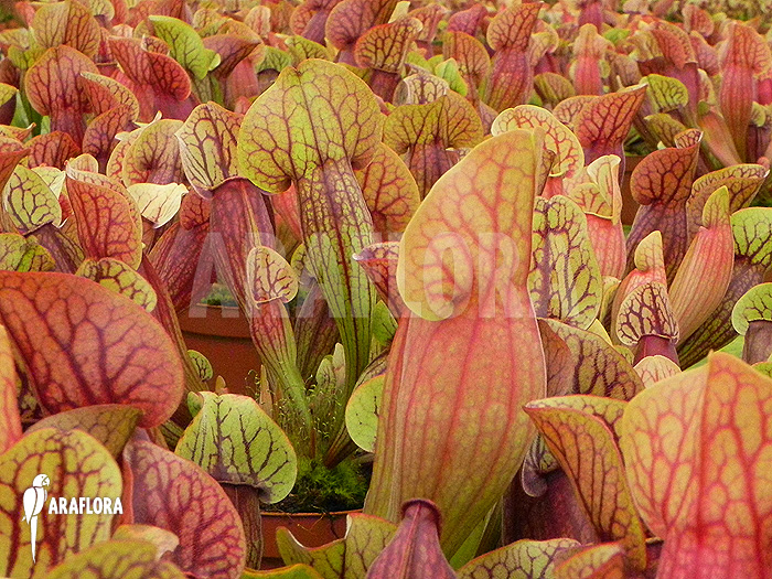 Sarracenia x purpurea hybrid C