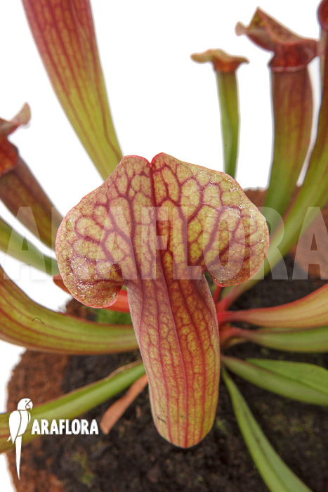 Sarracenia x Tess ‘L’