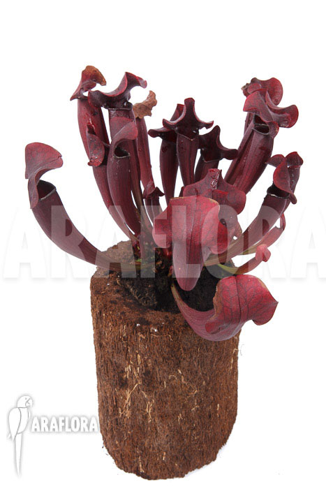 Sarracenia x Tess ‘XXL’