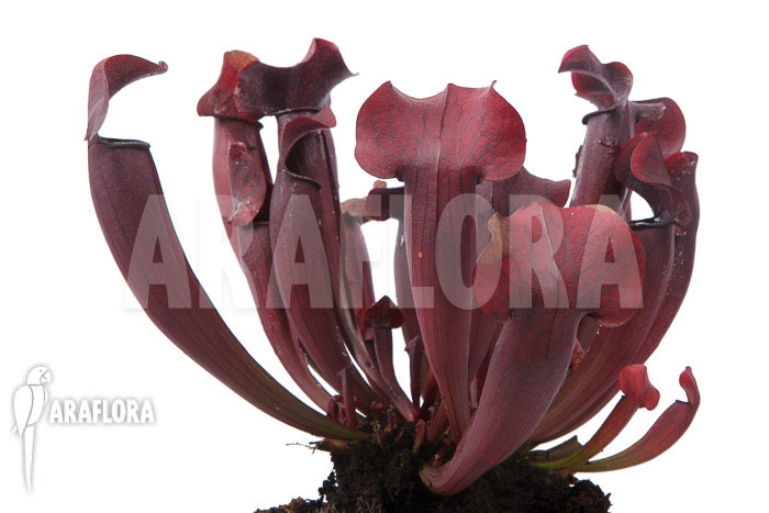 Sarracenia x Tess ‘XXL’