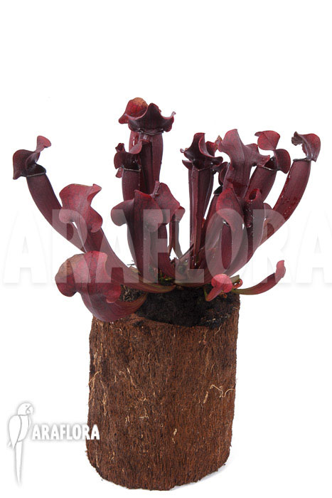 Sarracenia x Tess ‘XXL’