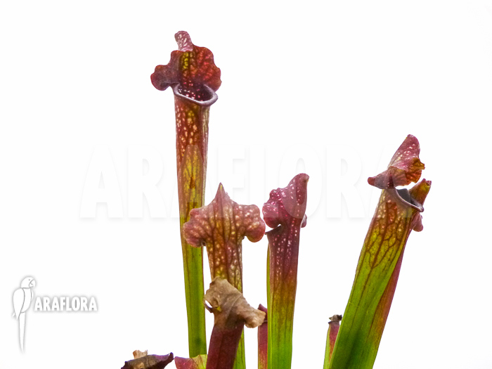 Sarracenia x twister