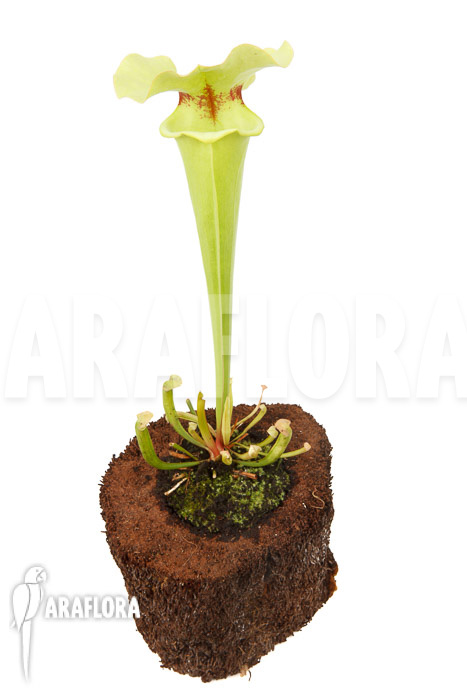 Sarracenia x yellow bird