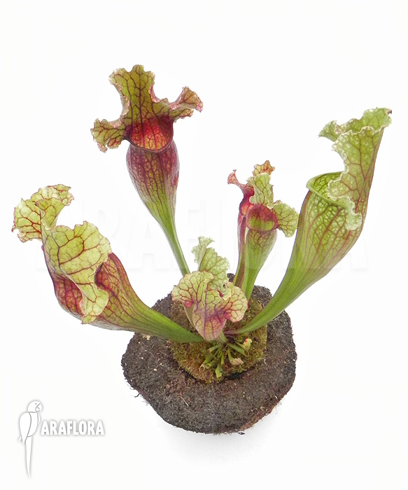 Sarracenia-x_Judith_-4