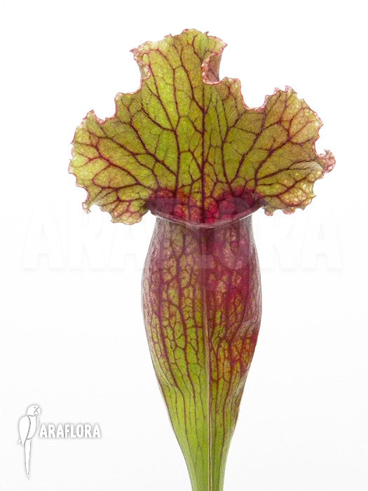 Sarracenia x ‘Lucky Leuco’