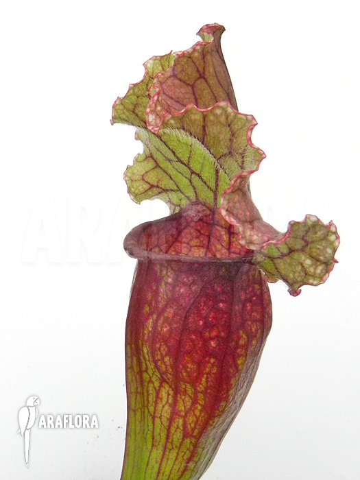 Sarracenia x ‘Lucky Leuco’