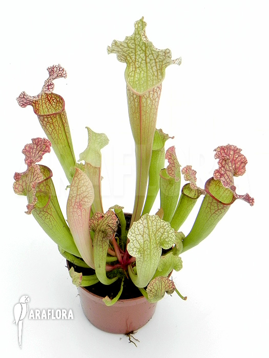 Sarracenia x ‘Velvet’