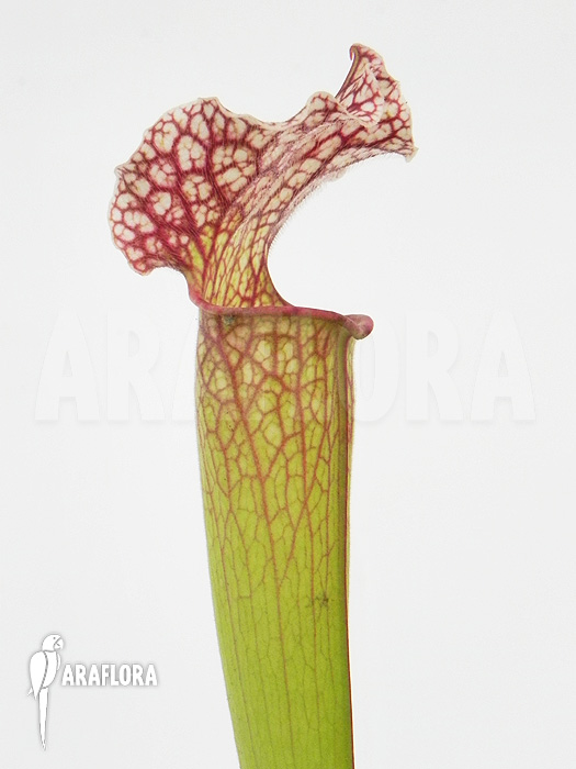 Sarracenia x ‘Velvet’