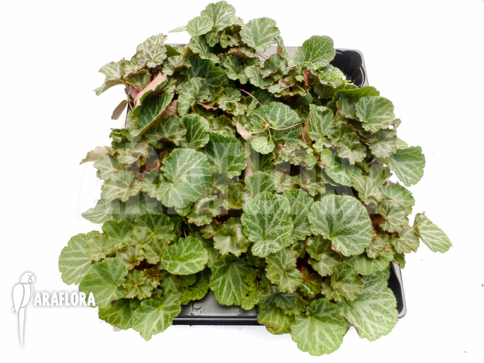 Saxifraga stolonifera Starter