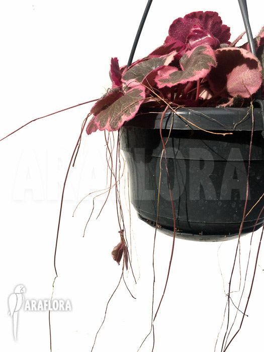 Saxifraga stolonifera tricolor