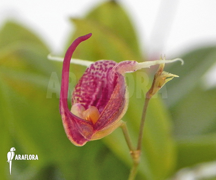 Scaphosepalum digitale